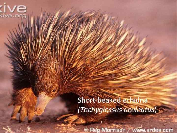 Short-beaked echidna (Tachyglossus aculeatus) 