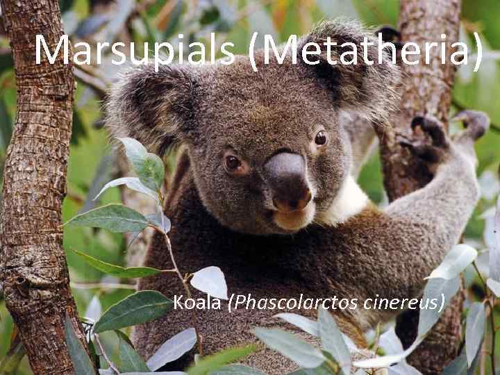 Marsupials (Metatheria) Koala (Phascolarctos cinereus) 