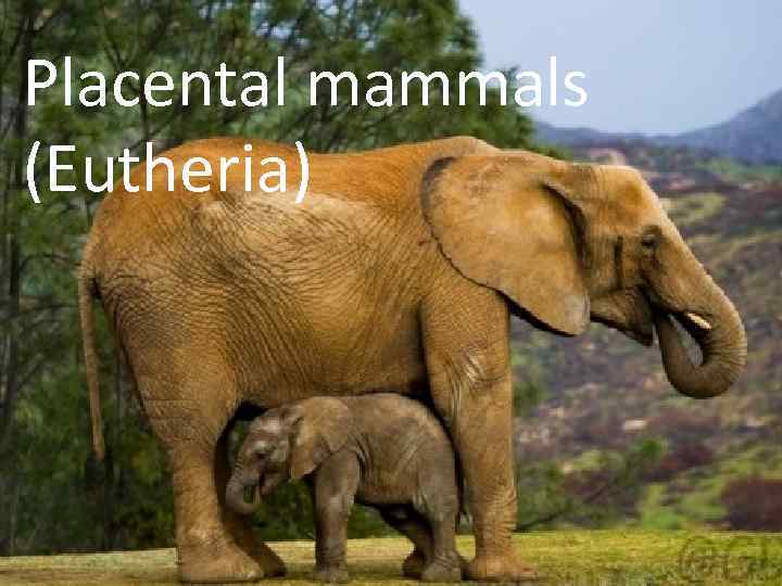 Placental mammals (Eutheria) 