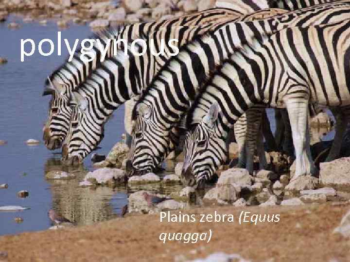 polygynous Plains zebra (Equus quagga) 