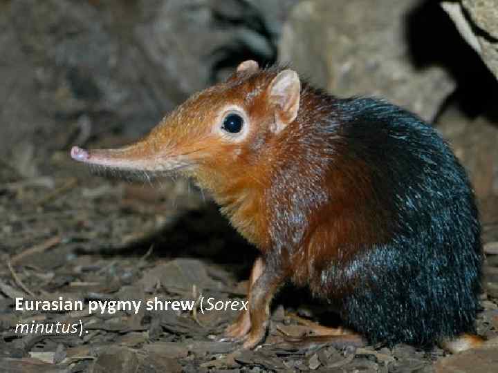 Eurasian pygmy shrew (Sorex minutus). 