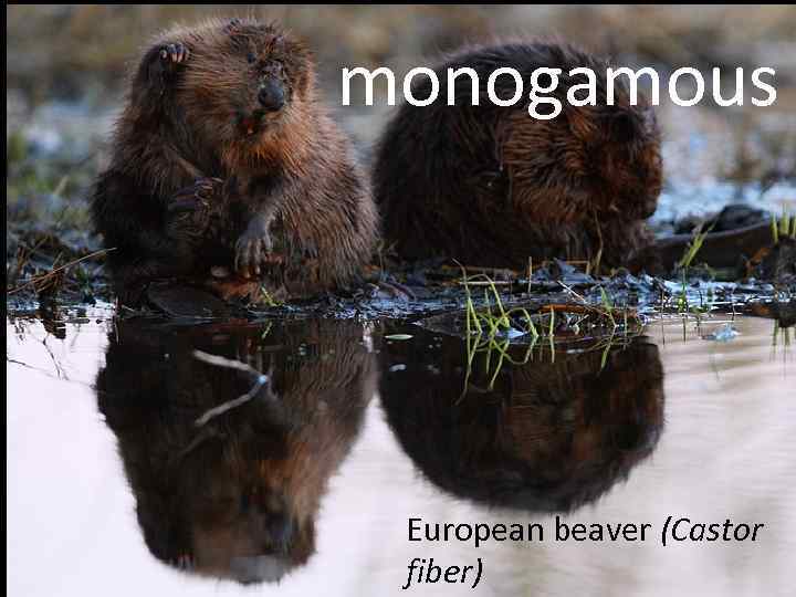 monogamous European beaver (Castor fiber) 