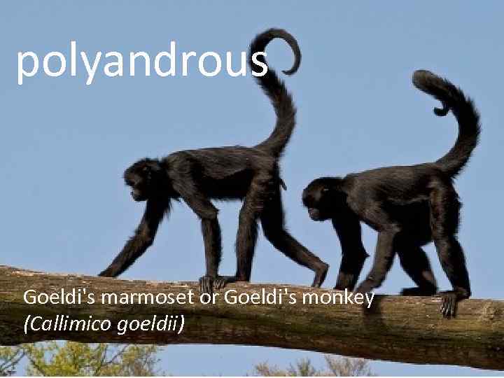 polyandrous Goeldi's marmoset or Goeldi's monkey (Callimico goeldii) 