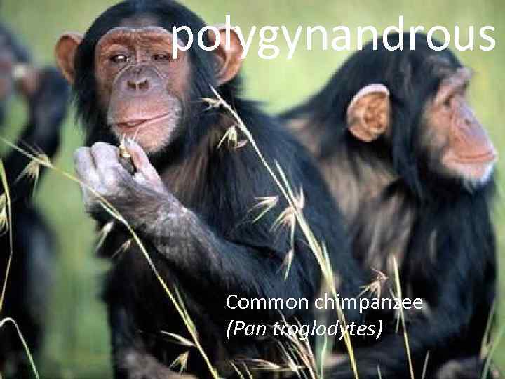 polygynandrous Common chimpanzee (Pan troglodytes) 