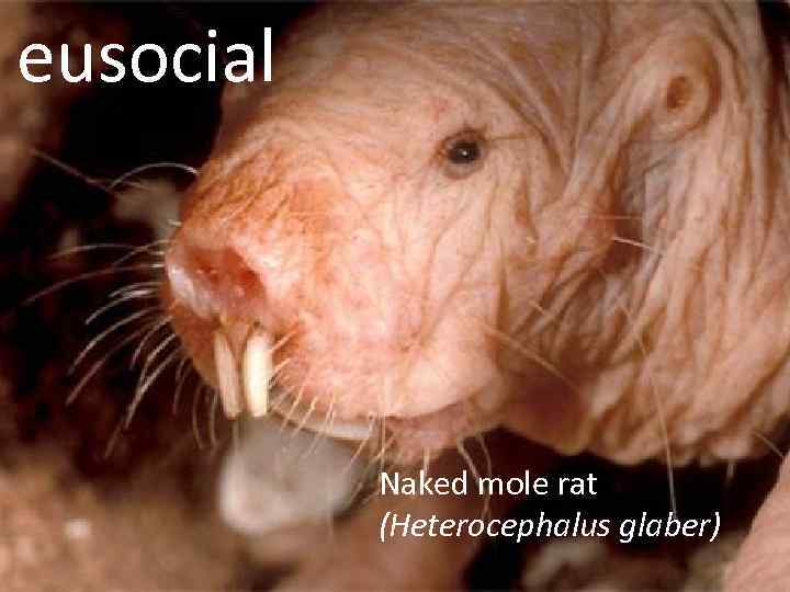 eusocial Naked mole rat (Heterocephalus glaber) 