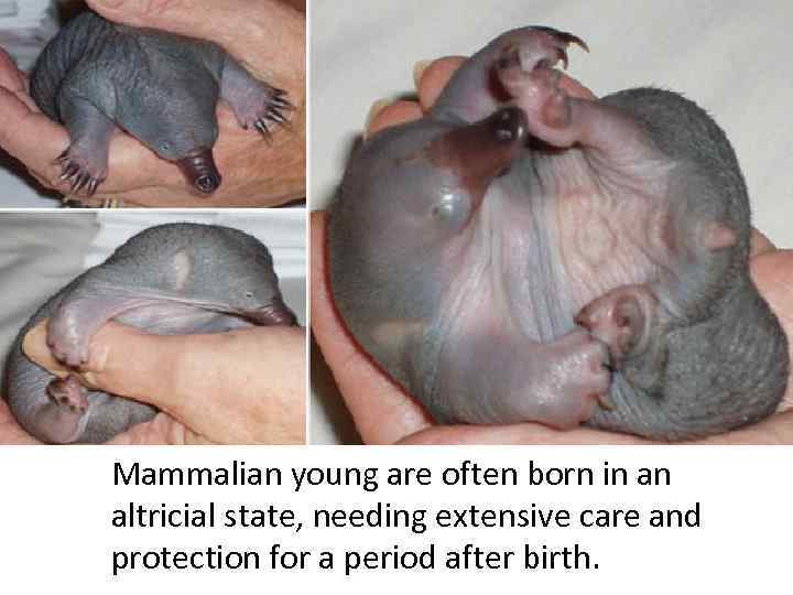 Mammalian young are often born in an altricial state, needing extensive care and protection