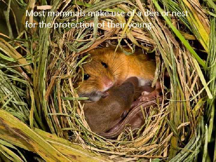 Most mammals make use of a den or nest for the protection of their