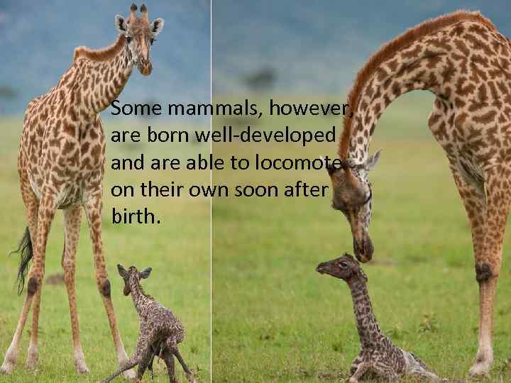 Some mammals, however, are born well-developed and are able to locomote on their own