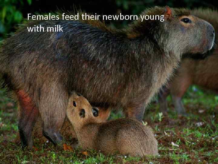 Females feed their newborn young with milk 