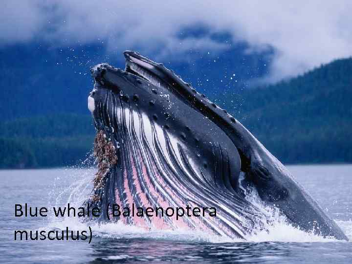 Blue whale (Balaenoptera musculus) 