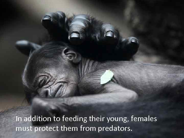 In addition to feeding their young, females must protect them from predators. 