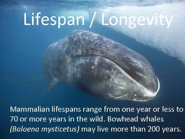 Lifespan / Longevity Mammalian lifespans range from one year or less to 70 or