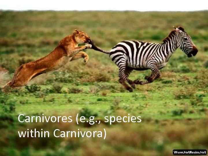 Carnivores (e. g. , species within Carnivora) 