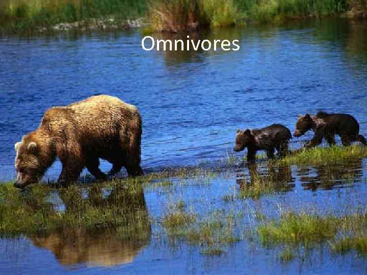 Omnivores 