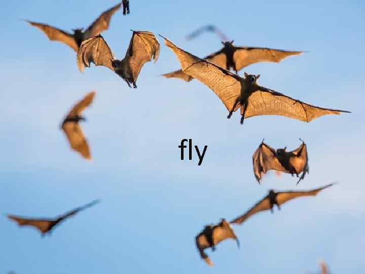 fly 