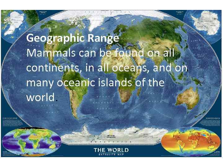 Geographic Range Mammals can be found on all continents, in all oceans, and on