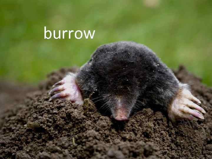 burrow 