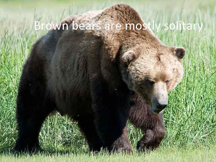 Brown bears are mostly solitary. 