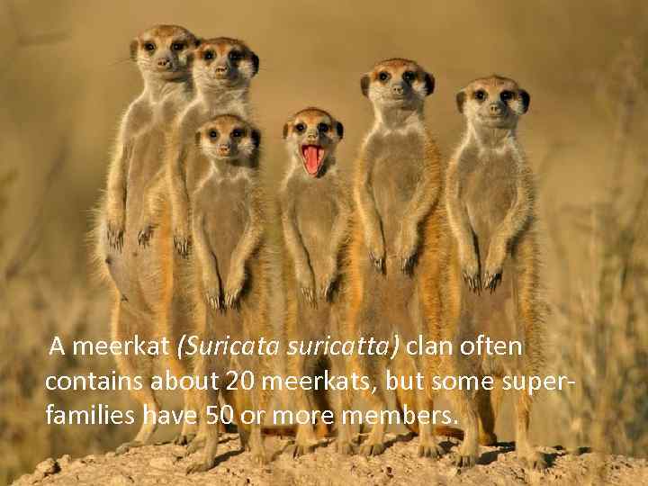 A meerkat (Suricata suricatta) clan often contains about 20 meerkats, but some superfamilies have