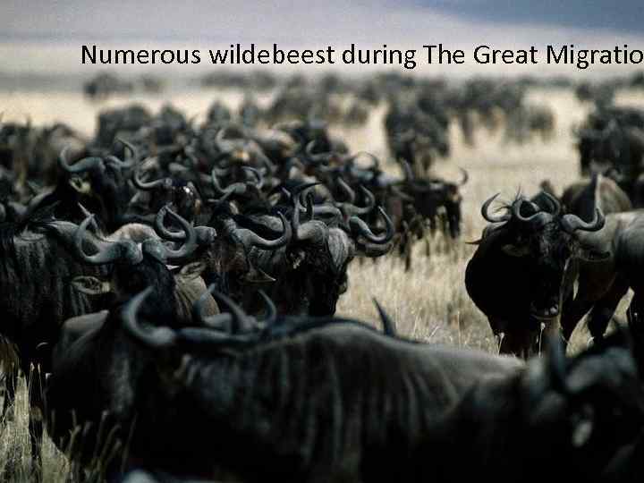 Numerous wildebeest during The Great Migratio 