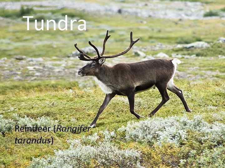 Tundra Reindeer (Rangifer tarandus) 