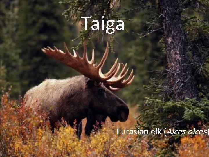 Taiga Eurasian elk (Alces alces) 