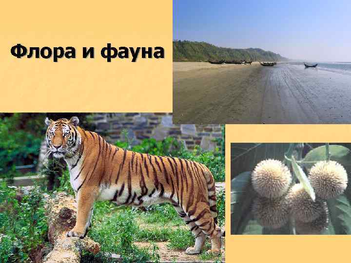 Флора и фауна 