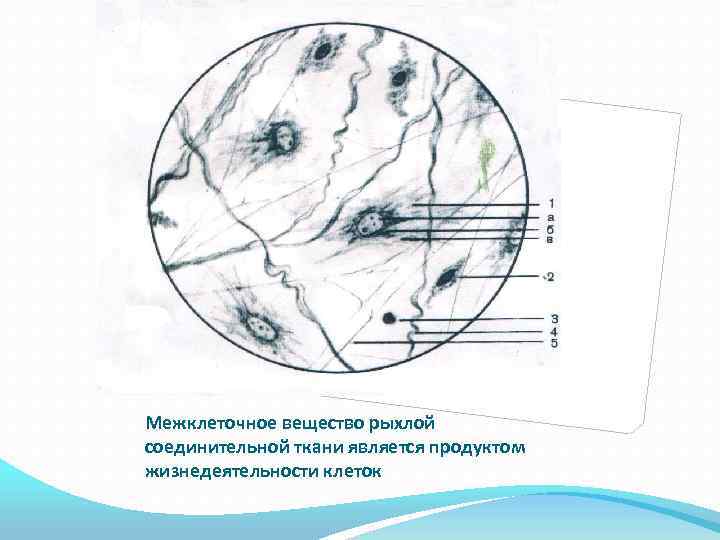 Строение клетки межклеточное вещество. Межклеточное вещество рыхлой соединительной ткани. Межклеточное вещество рыхлой волокнистой соединительной ткани. Строение межклеточного вещества соединительной ткани. Межклеточное вещество соед ткани.