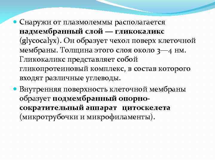  Снаружи от плазмолеммы располагается надмембранный слой ― гликокаликс (glycocalyx). Он образует чехол поверх