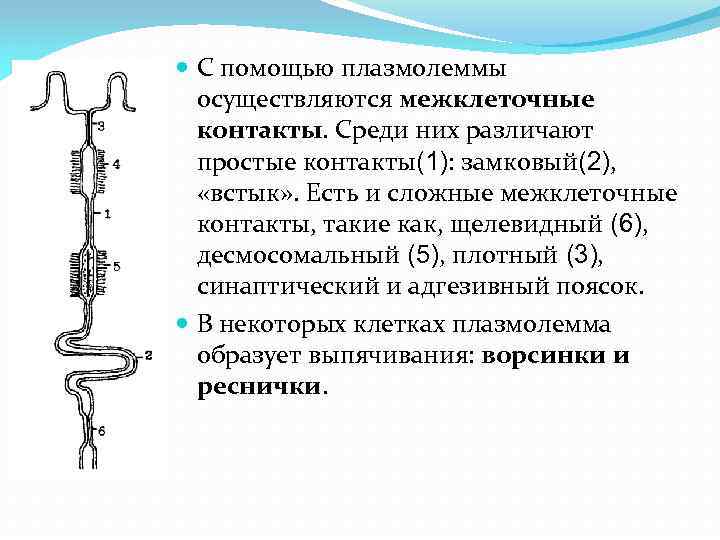  С помощью плазмолеммы осуществляются межклеточные контакты. Среди них различают простые контакты(1): замковый(2), «встык»