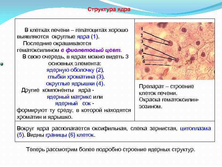 Структура ядра В клетках печени – гепатоцитах хорошо выявляются округлые ядра (1). Последние окрашиваются