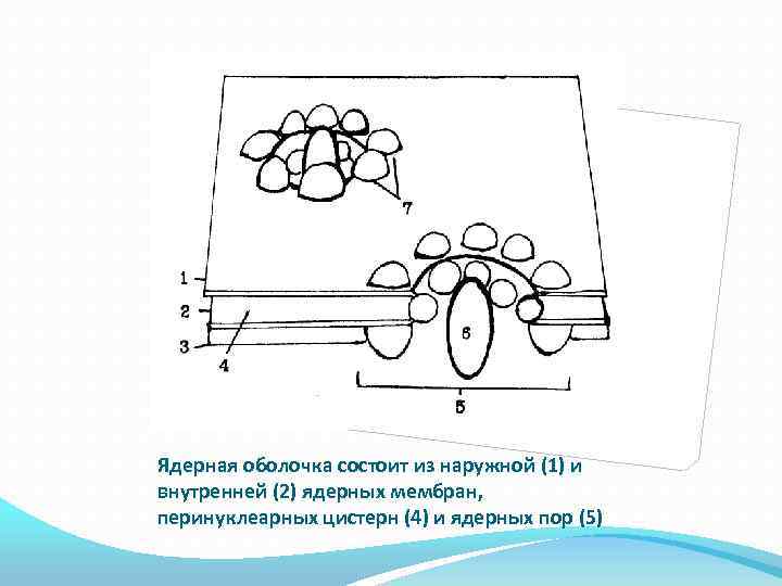 Ядерная оболочка состоит из наружной (1) и внутренней (2) ядерных мембран, перинуклеарных цистерн (4)