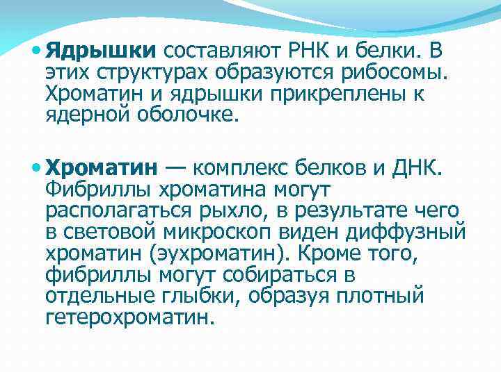  Ядрышки составляют РНК и белки. В этих структурах образуются рибосомы. Хроматин и ядрышки