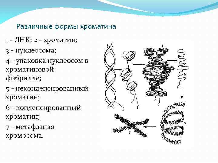 Различные формы хроматина 1 - ДНК; 2 - хроматин; 3 - нуклеосома; 4 -