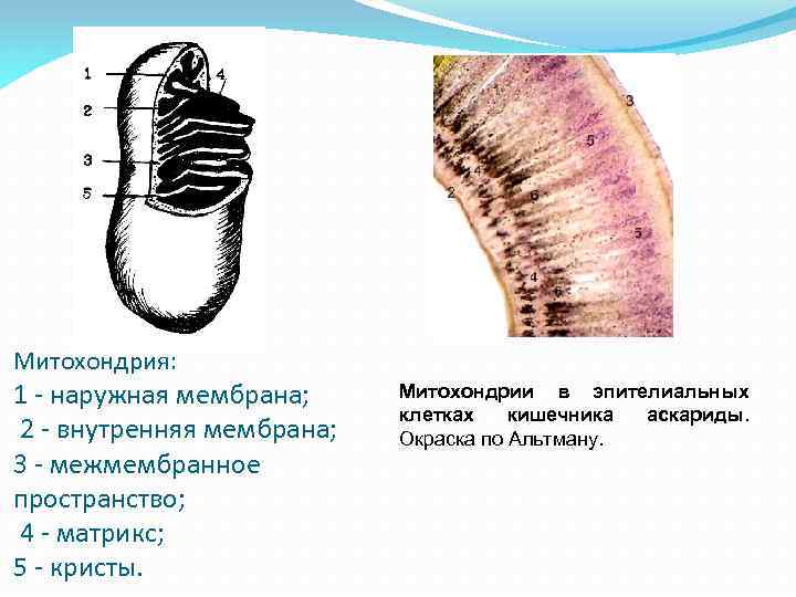 Митохондрия: 1 - наружная мембрана; 2 - внутренняя мембрана; 3 - межмембранное пространство; 4