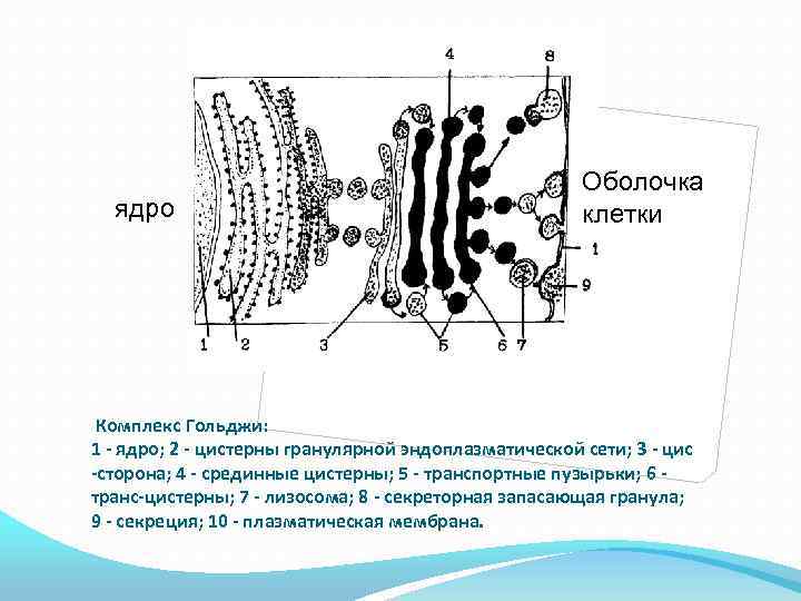 Какая структура изображена на рисунке хромосома эндоплазматическая сеть