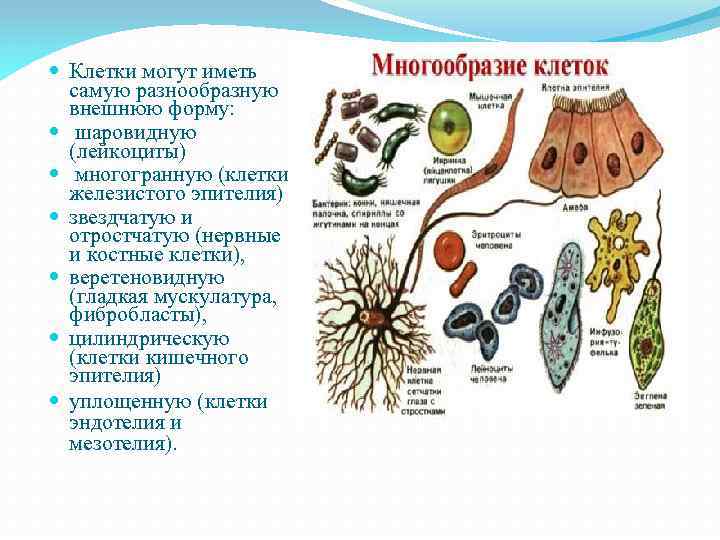  Клетки могут иметь самую разнообразную внешнюю форму: шаровидную (лейкоциты) многогранную (клетки железистого эпителия)