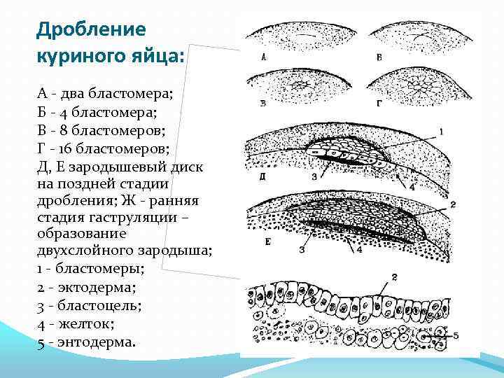 Дробление куриного яйца: А - два бластомера; Б - 4 бластомера; В - 8