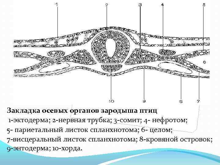 Закладка осевых органов зародыша птиц 1 -эктодерма; 2 -нервная трубка; 3 -сомит; 4 -