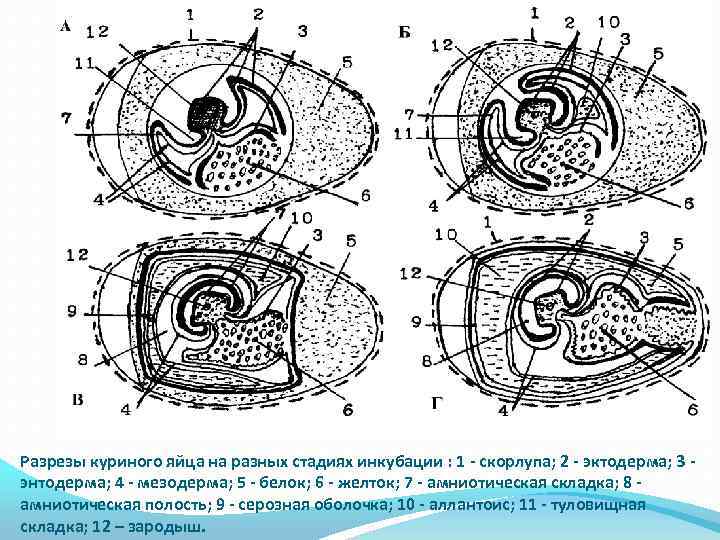 Разрезы куриного яйца на разных стадиях инкубации : 1 - скорлупа; 2 - эктодерма;