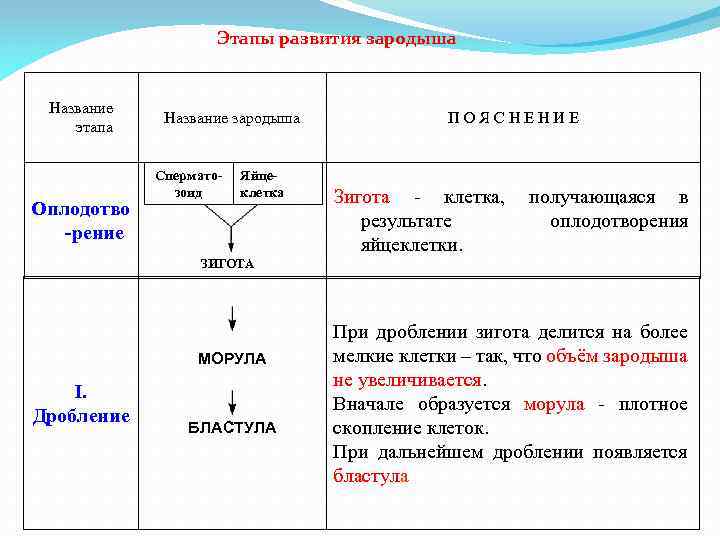 Рассмотрите рисунок 193 укажите особенности развития зародыша млекопитающих