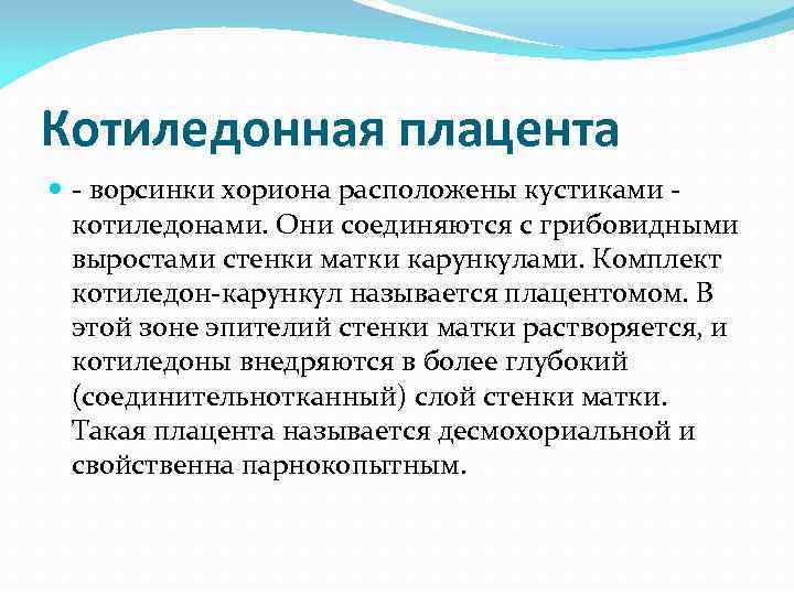 Котиледонная плацента - ворсинки хориона расположены кустиками котиледонами. Они соединяются с грибовидными выростами стенки