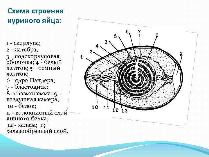 Строение яйца курицы рисунок