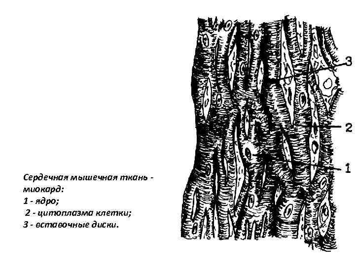 Сердечная мышечная ткань миокард: 1 - ядро; 2 - цитоплазма клетки; 3 - вставочные