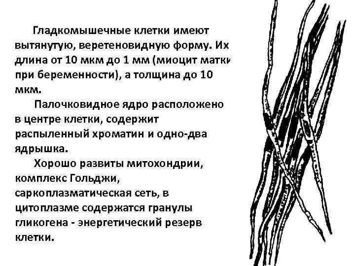 Гладкомышечные клетки имеют вытянутую, веретеновидную форму. Их длина от 10 мкм до 1 мм