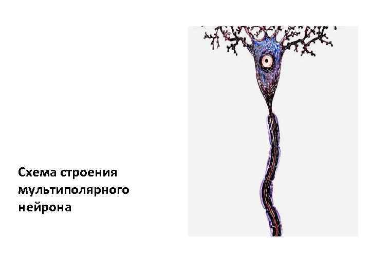 Схема строения мультиполярного нейрона 