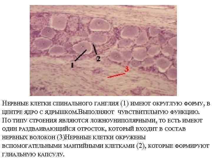 НЕРВНЫЕ КЛЕТКИ СПИНАЛЬНОГО ГАНГЛИЯ (1) ИМЕЮТ ОКРУГЛУЮ ФОРМУ, В ЦЕНТРЕ ЯДРО С ЯДРЫШКОМ. ВЫПОЛНЯЮТ