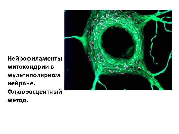 Нейрофиламенты и митохондрии в мультиполярном нейроне. Флюоросцентный метод. 