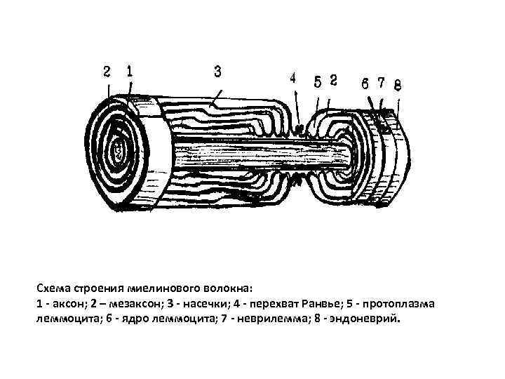 Нервные волокна схема