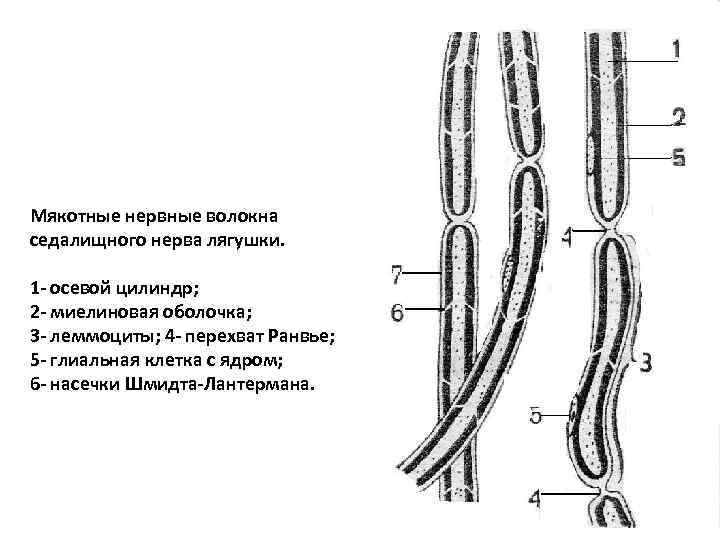 Нервные волокна кожи